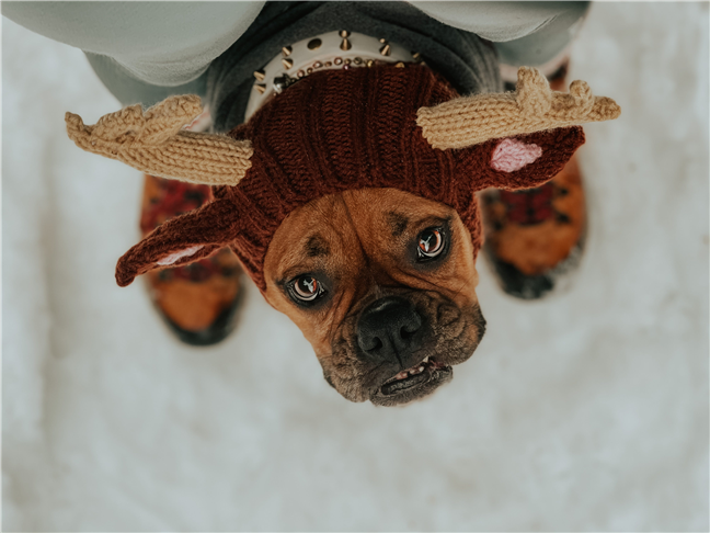 A Boxer Dog Wearing a Costume by Hannah Gambino